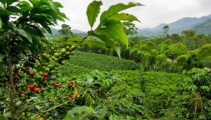Spice and Coffee plantation tours