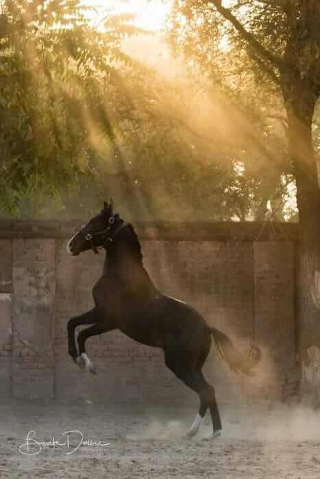 Roop Niwas Kothi Nawalgarh Horseriding